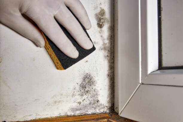 Best Mold Remediation for Healthcare Facilities  in North Fork, CA